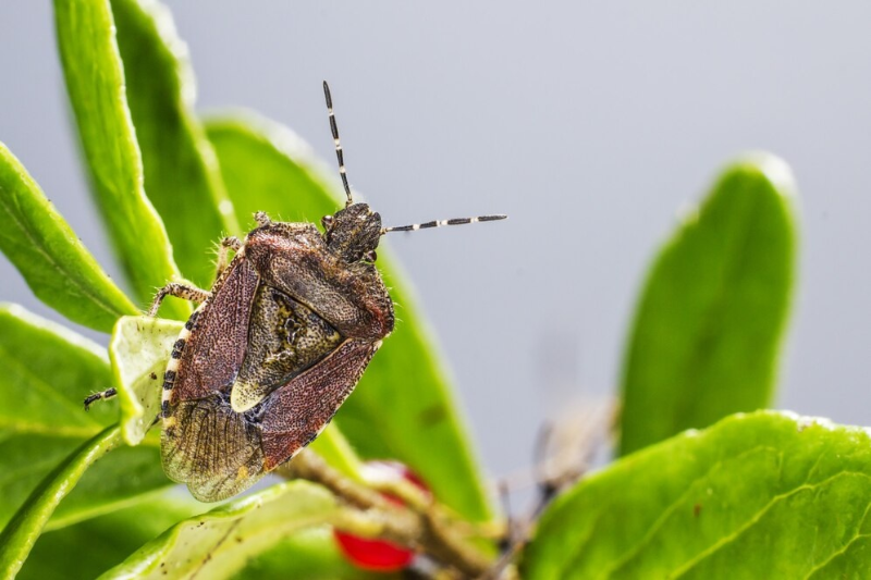 Common Bugs In Tennessee Atlus Pest Solutions